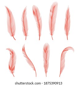 Coral detailed feathers of bird collection. Vector decorative fluffy pink feathers of flamingo or goose. Set plume icon isolated on white background