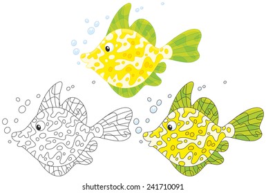 Coral fish
