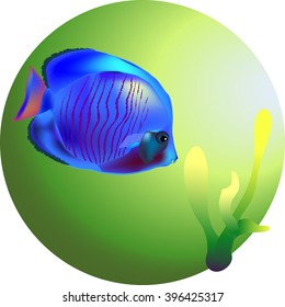 Coral fish Vector illustration