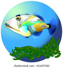 Coral fish Vector illustration