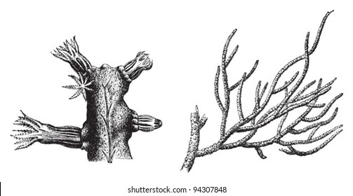 Coral - Gorgonia verrucosa / vintage illustration from Meyers Konversations-Lexikon 1897