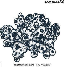 coral hand drawing vector illustration isolated on white background