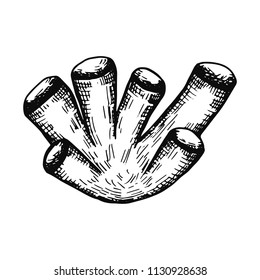 coral hand drawing vector. isolated marine life.