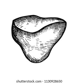 coral hand drawing vector isolated. Marine life.
