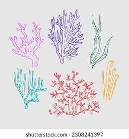 Coral .Hand drawn illustration of corals and algae, underwater sea and ocean plants. Graphic drawing in  sketch style. Design element. Line art. For card, print, poster, logo, t-shirt printing. Vector