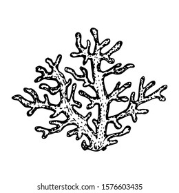 Coral hand drawn sketch isolated on white. Black and white sea creature coloring page template. Vector illustration.
