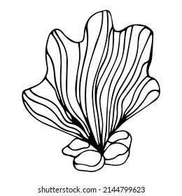 Coral hand-drawn doodle stock vector illustration. Underwater sea animal coloring page for kids printable page. Simple marine invertebrate coral black outline isolated on white. 