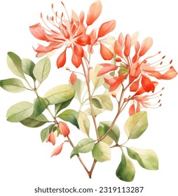 Coral Honeysuckle Watercolor illustration. Hand drawn underwater element design. Artistic vector marine design element. Illustration for greeting cards, printing and other design projects.