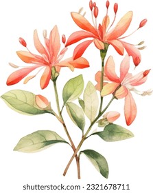 Coral Honeysuckle Watercolor illustration. Hand drawn underwater element design. Artistic vector marine design element. Illustration for greeting cards, printing and other design projects.