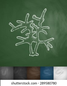 coral icon. Hand drawn vector illustration. Chalkboard Design