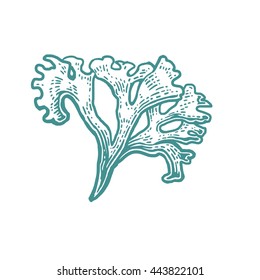 Coral isolated on white background. Vector vintage engraving illustration for menu, web and label. Hand drawn in a graphic style.