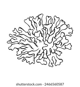 Coral line vector illustration for coloring Hand drawn monochrome underwater reef animal in black and white, sea and ocean polyp line drawing for marine and nautical design