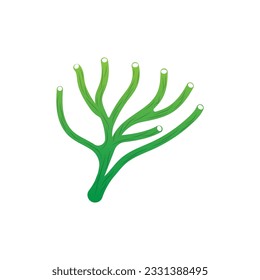 Coral Logo, Marine Plant Design Place Marine Animal, Seaweed Sea Vector