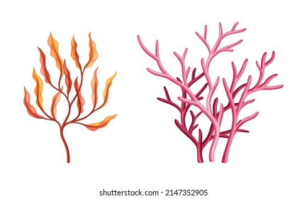 Coral as Marine Invertebrate from Ocean Bottom Vector Set