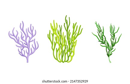Coral as Marine Invertebrate from Ocean Bottom Vector Set