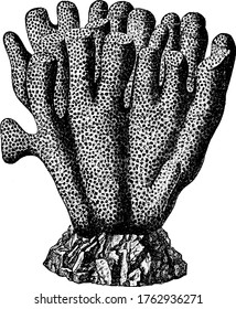 Coral are marine invertebrates within the class Anthozoa of the phylum Cnidaria, vintage line drawing or engraving illustration.