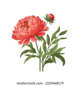Coral peony isolated on white background. floral element