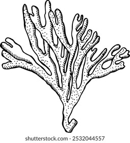 Coral polyp branch drawing. Ocean water fauna