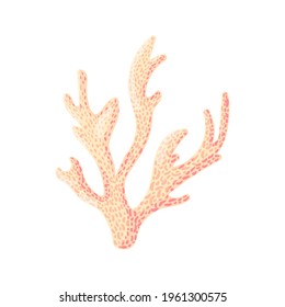 Coral, polyp vector underwater plant. Aquarium, ocean and undersea life isolated on white background. Aquarium fauna and ocean reef habitat in a simple cartoon style.