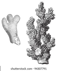 Coral - Porites furcatus and Madrepora verrucosa / vintage illustration from Meyers Konversations-Lexikon 1897