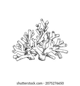 Coral reef branch in engraved sketch style, vector illustration isolated on white background. Black and white hand drawn ocean or sea living organism. Underwater life element for marine design.