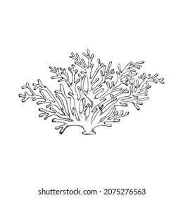 Dibujo vectorial de la bifurcación de arrecifes de coral en estilo retro grabado aislado en fondo blanco. Vida silvestre submarina e ícono dibujado a mano por el ecosistema.