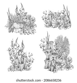 Coral reef colonies ecosystem in hand drawn sketch style, vector illustration isolated on white background. Set of seaweed and underwater ocean elements. Monochrome corals collection.