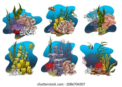 Coral reef colonies with seaweed, laminaria, kelp and fishes - colored sketch vector illustration. Set of hand drawn ocean and undersea bottoms, marine life elements.