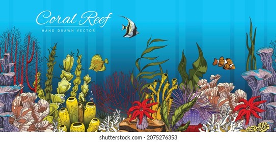 Fondo decorativo de arrecife de coral o pancarta con plantas marinas y algas marinas, ilustración de vector dibujada a mano. El paisaje es decorativo o el telón de fondo con la flora de los arrecifes oceánicos.