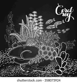 Coral reef design  in line art style. Ocean plants and rocks isolated on chalkboard