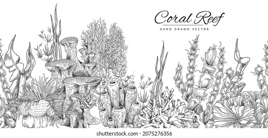 Coral reef hand drawn background or seamless banner in sketch style, vector illustration on white. Underwater life or aquarium with exotic marine seaweed. Engraved monochrome sea bottom.