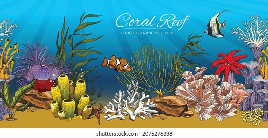 Coral reef hand drawn colorful decorative background or banner with marine plants and fishes, vector illustration. Backdrop with ocean reef bottom flora and fauna.