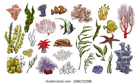 Coral reef plants and fishes colorful icons, hand drawn vector illustration isolated on white background. Tropical underwater ocean bottom nature collection.