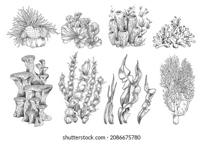 Coral reef plants and polyps organisms hand drawn set, engraving sketch style vector illustration isolated on white background. Ocean underwater plants collection.