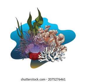 Coral reef with seaweed, laminaria and sea anemone in sketch style - vector illustration isolated on white background. Hand drawn marine ecosystem and underwater life elements with colored engraving.