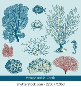 Coral reef or seaweeds vector underwater plants and fishes. Vintage set