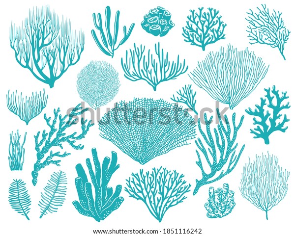 Coral reef or seaweeds vector underwater plants.\
Aquarium, ocean and undersea algae water life isolated on white\
background. Corals or sea weeds and wracks, laminaria, kelp cartoon\
marine icons set