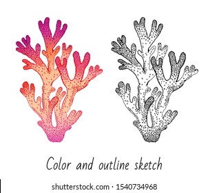 Coral reef set. Sketch red coral branch. Underwater sea reef animal. Watercolor and line art for t-shirt print, logo design. Realistic vector illustration isolated on white background. 