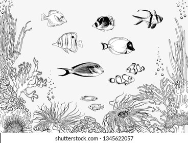 Coral reef with tropical fishes. Black and white vector illustration.