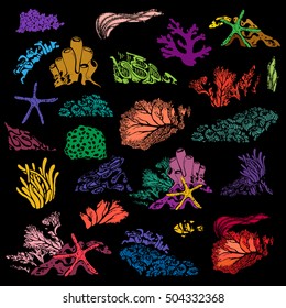Coral reef and underwater flora. Corals, polyps, seaweed and deep water plants. Vector Illustration