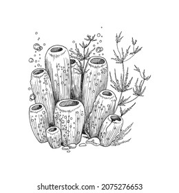 Coral reef underwater plants and corals. Undersea depth plants and seaweeds colony, hand drawn engraving vector illustration isolated on white background.