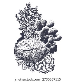 Ilustração vertical do vetor da tinta do recife de coral. Desenho realista e detalhado da natureza do fundo do mar para projetos marinhos e náuticos. Clipart litoral monocromático desenhado à mão. Esboço gravado em preto e branco