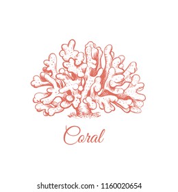 Coral Sea Illustration. Coral Sketch Illustration