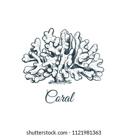 Coral sea vector illustration. Coral sketch illustration