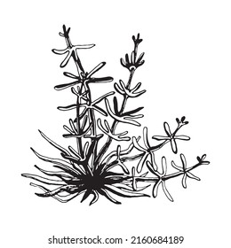 Coral  seaweed sketch graphic element  Trendy coral reef under water  Black sketch engraved style  Hand drawing vector illustration isolated white background 