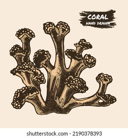 Coral  seaweed sketch graphic element  Trendy coral reef under water  Color sketch engraved style  Hand drawing vector illustration isolated 