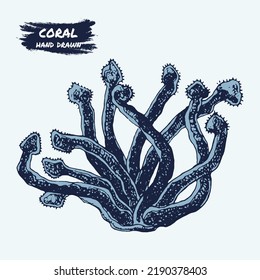 Coral  seaweed sketch