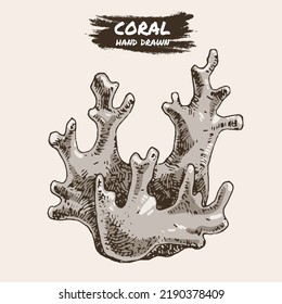Coral  seaweed sketch