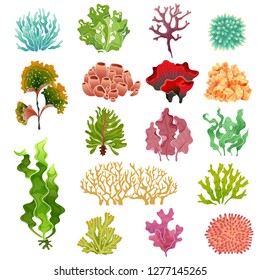 Coral and seaweed. Underwater flora, sea water seaweeds aquarium kelp and corals. Ocean plants vector illustration set