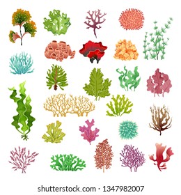 Coral y algas. Flora subacuática, acuario de algas marinas, kelp y corales. Colores vectoriales de plantas oceánicas